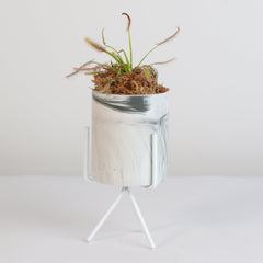 Cape Sundew Drosera