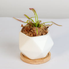 Cape Sundew Drosera
