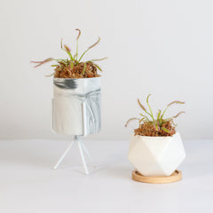 Cape Sundew Drosera