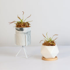Cape Sundew Drosera
