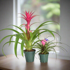 Pink Houseplant Bundle - Guzmania 'Viola' & Tillsandsia 'Cyanea'