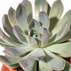 Growers Choice Mystery Succulent 4" Nursery