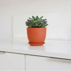 Echeveria 'Mystery' Succulent
