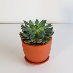 Echeveria 'Mystery' Succulent