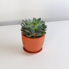 Echeveria 'Mystery' Succulent