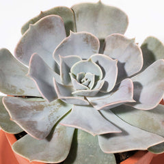 Growers Choice Mystery Succulent 4" Nursery