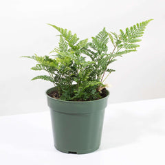 Rabbit Foot Fern