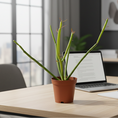 Firesticks Pencil Cactus