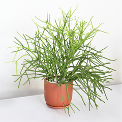 Firesticks Pencil Cactus
