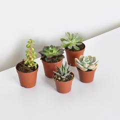 Grower's Choice Succulent Symphony Bundle 3 or 5 pk