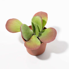 Flapjacks Paddle Plant Succulent
