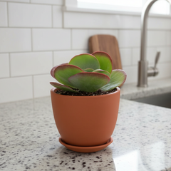 Flapjacks Paddle Plant Succulent