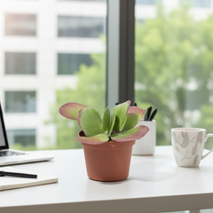 Flapjacks Paddle Plant Succulent