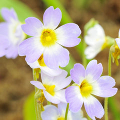 Pinguicula Butterwort