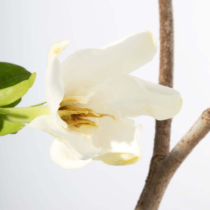 Gardenia Taitensis 'Double' - Double Tahitian Fragrant Flowering Bush Plant