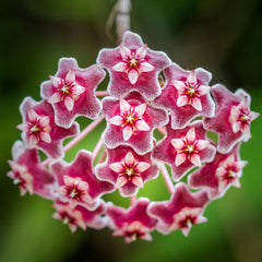 Hoya Pubicalyx Splash Vining Plant