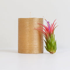 Tillandsia Ionantha Fuego Air Plant