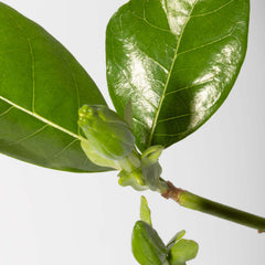 Gardenia Taitensis 'Double' - Double Tahitian Fragrant Flowering Bush Plant