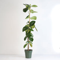 Gardenia Taitensis 'Double' - Double Tahitian Fragrant Flowering Bush Plant