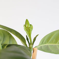 Gardenia Taitensis 'Double' - Double Tahitian Fragrant Flowering Bush Plant