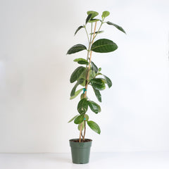 Gardenia Taitensis 'Double' - Double Tahitian Fragrant Flowering Bush Plant