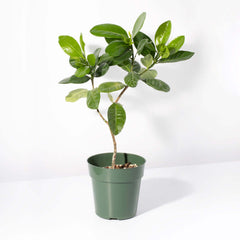 Gardenia Taitensis 'Double' - Double Tahitian Fragrant Flowering Bush Plant