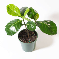Gardenia Taitensis 'Double' - Double Tahitian Fragrant Flowering Bush Plant