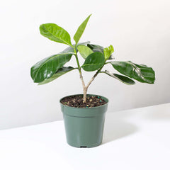 Gardenia Taitensis 'Double' - Double Tahitian Fragrant Flowering Bush Plant
