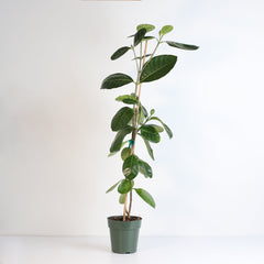 Gardenia Taitensis 'Double' - Double Tahitian Fragrant Flowering Bush Plant