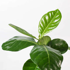 Gardenia Taitensis 'Double' - Double Tahitian Fragrant Flowering Bush Plant