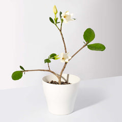 Gardenia Taitensis 'Double' - Double Tahitian Fragrant Flowering Bush Plant