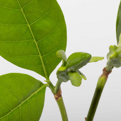 Gardenia Taitensis 'Double' - Double Tahitian Fragrant Flowering Bush Plant