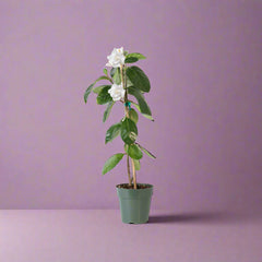 Gardenia Taitensis 'Double' - Double Tahitian Fragrant Flowering Bush Plant