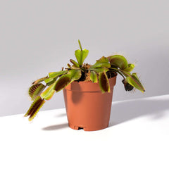 Green Venus Fly Trap Carnivorous Plant