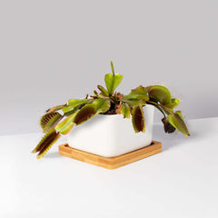 Green Venus Fly Trap Carnivorous Plant