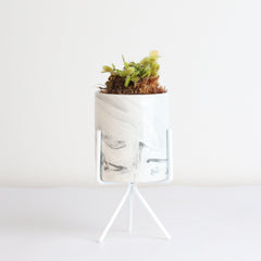 Green Venus Fly Trap Carnivorous Plant