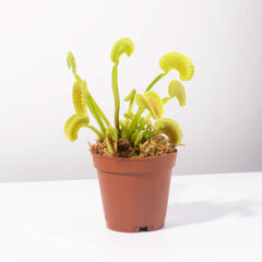 Green Venus Fly Trap Carnivorous Plant