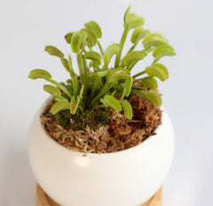 Sphagnum Moss Brick- Nursery