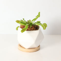Green Venus Fly Trap Carnivorous Plant