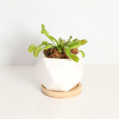 Green Venus Fly Trap Carnivorous Plant