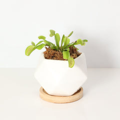 Green Venus Fly Trap Carnivorous Plant