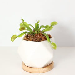 Green Venus Fly Trap Carnivorous Plant