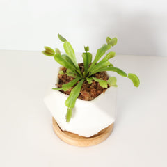 Green Venus Fly Trap Carnivorous Plant