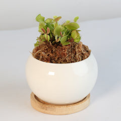 Green Venus Fly Trap Carnivorous Plant