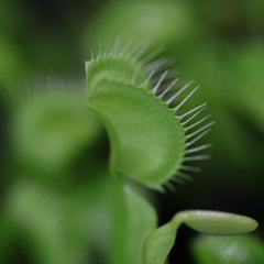 Green Venus Fly Trap Carnivorous Plant