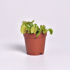 Green Venus Fly Trap Carnivorous Plant