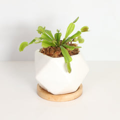 Green Venus Fly Trap Carnivorous Plant