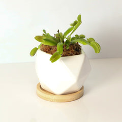 Green Venus Fly Trap Carnivorous Plant