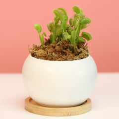 Green Venus Fly Trap Carnivorous Plant
