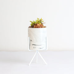 Green Venus Fly Trap Carnivorous Plant